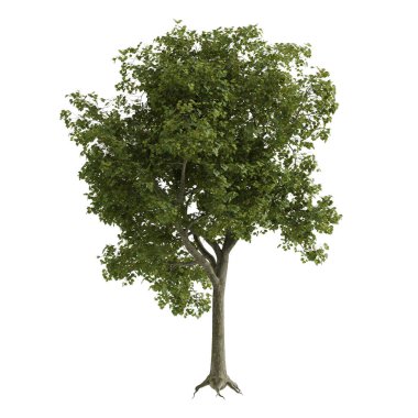 Beyaz arkaplanda izole edilmiş ağaç