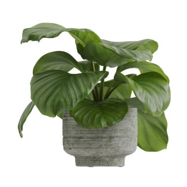 Beyaz arkaplanda izole edilmiş saksı bitkileri