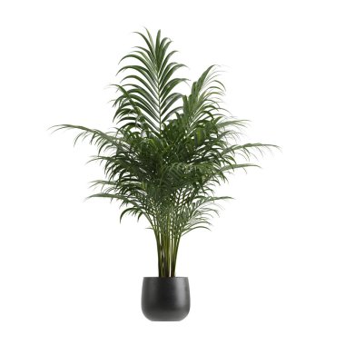 Beyaz arkaplanda izole edilmiş saksı bitkileri