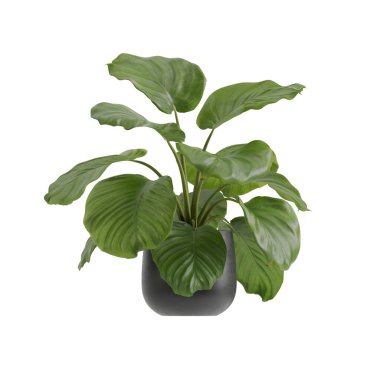 Beyaz arkaplanda izole edilmiş saksı bitkileri