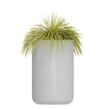 Beyaz arkaplanda izole edilmiş saksı bitkileri