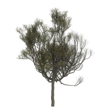 Beyaz arkaplanda izole edilmiş ağaç