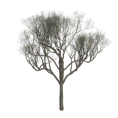 Beyaz arkaplanda izole edilmiş ağaç