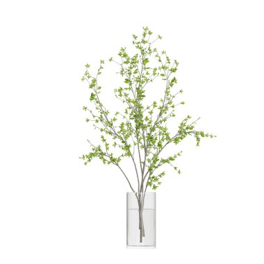 Beyaz arkaplanda izole edilmiş saksı bitkileri