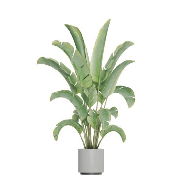 Beyaz arkaplanda izole edilmiş saksı bitkileri