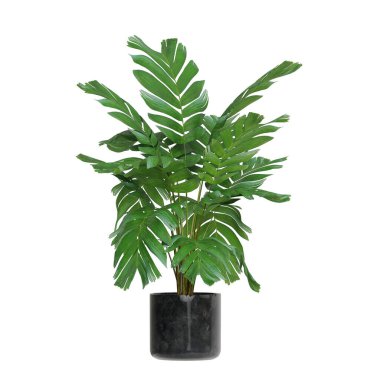 Beyaz arkaplanda izole edilmiş saksı bitkileri