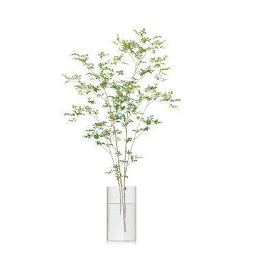 Beyaz arkaplanda izole edilmiş saksı bitkileri