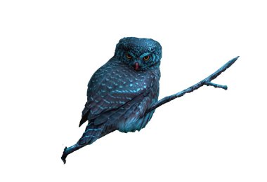 Baykuş kuşu beyaz arkaplanda izole edildi
