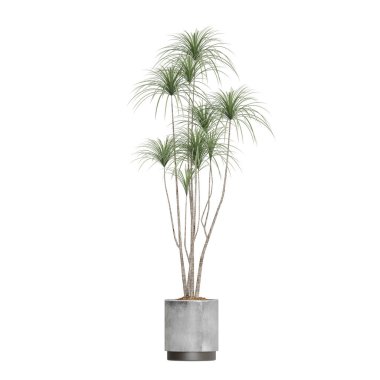 Beyaz arkaplanda izole edilmiş saksı bitkileri