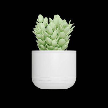 Beyaz arkaplanda izole edilmiş saksı bitkileri