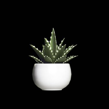 Beyaz arkaplanda izole edilmiş saksı bitkileri