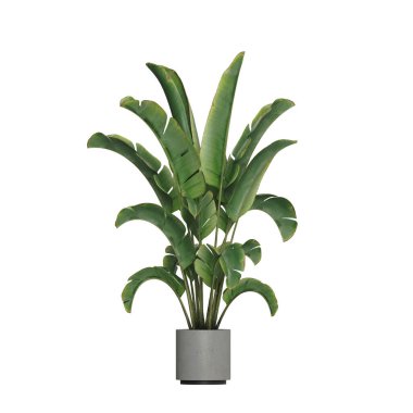 Beyaz arkaplanda izole edilmiş saksı bitkileri