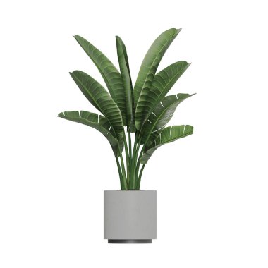 Beyaz arkaplanda izole edilmiş saksı bitkileri