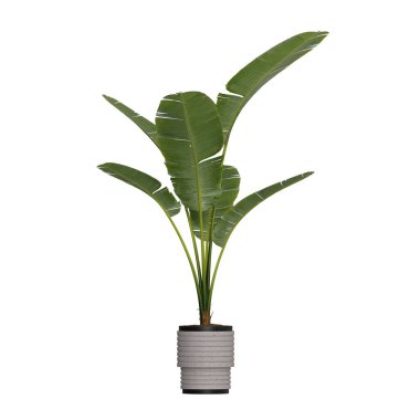 Beyaz arkaplanda izole edilmiş saksı bitkileri