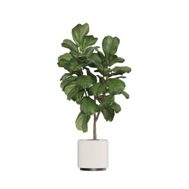 Beyaz arkaplanda izole edilmiş saksı bitkileri