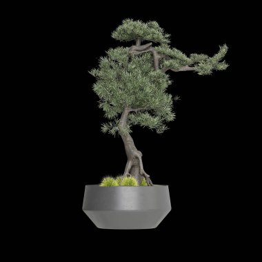 bonsai ağacı üzerinde beyaz izole