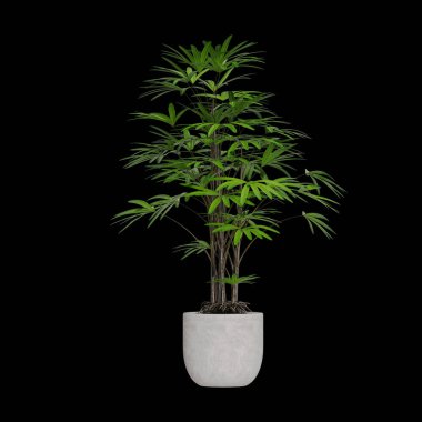 Siyah arkaplana yerleştirilmiş saksı bitkileri