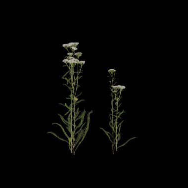 bitki siyah arkaplanda izole edildi