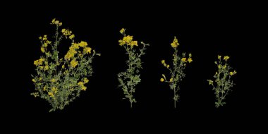 bitki siyah arkaplanda izole edildi