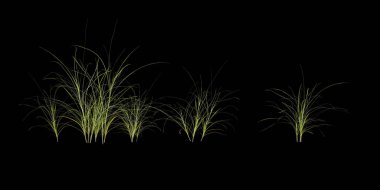 bitki siyah arkaplanda izole edildi