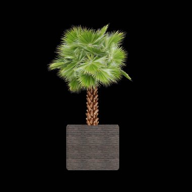 Siyah arkaplana yerleştirilmiş saksı bitkileri