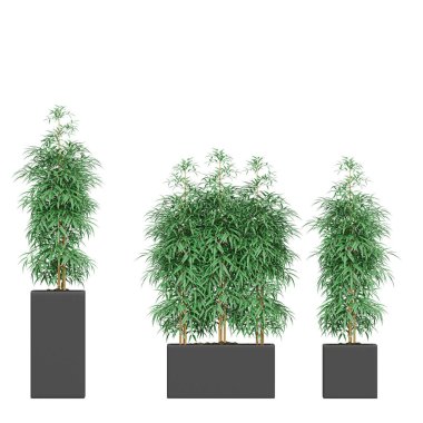 3d render ağaç koleksiyonu