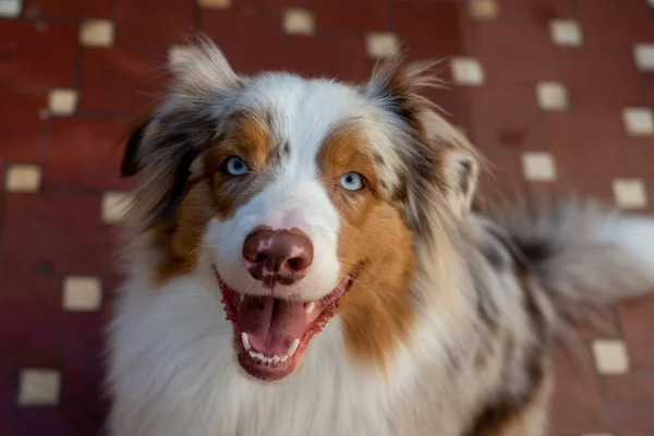 Smiling blue eyed australian shepherd dog