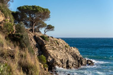 beautiful view of the sea coast and the pine tree