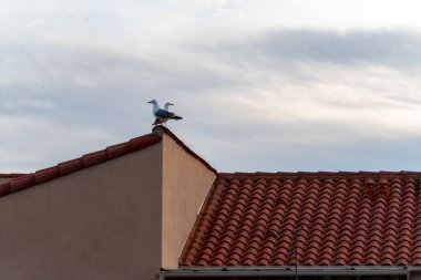 Two seagulls sitting on the red tile roof at sunset