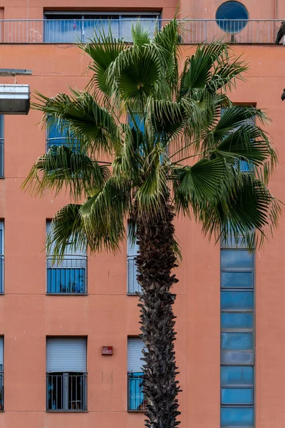 Palm tree in front of the residential building in Barceloneta neighbourhood.