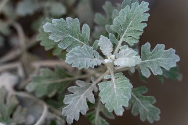 Dusty Miller 'Silver Dust' plant in the garden close up.