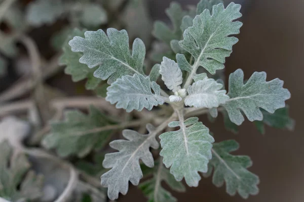 Dusty Miller 'Silver Dust' plant in the garden close up.