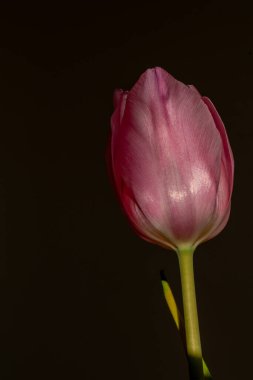 beautiful pink tulip on dark background close-up. spring vibe concept.