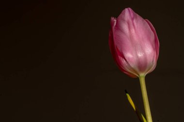 beautiful pink tulip on dark background close-up. spring vibe concept.