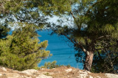 Denizin kıyısındaki çam ormanında insanların olmadığı sıcak bir yer. Bahar güneşi ve medeniyetten uzakta sessizlik..