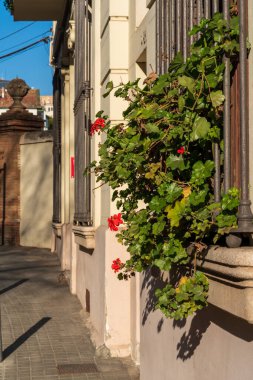 Parmaklıklı bir pencerede saksıda büyük bir sardunya çiçeği. Güneşli bir günde sokakta dekoratif bir bitki..