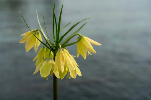 Flor Imperial Coroa Amarela Margem Lago Genebra Perto Fritillaria Imperialis — Fotografia de Stock