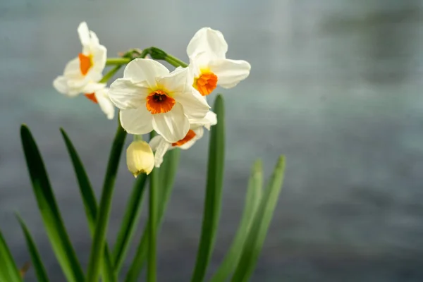 Blooming Narcissus Flower Close Shore Lake Spring Symbols Concept — Stock Photo, Image