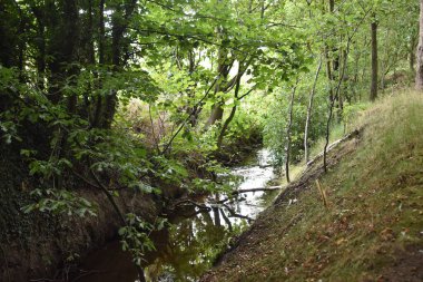 Aşırı gelişmiş orman deresi