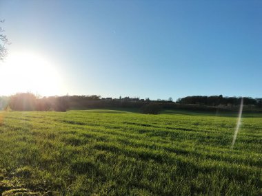 Kırsalda güneşli bir günde yeşil buğday tarlası