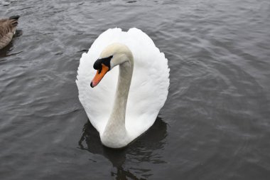 Nehirde yüzen beyaz kuğu, yakın görüş