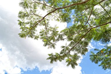 green leaves on a tree against the background of white clouds