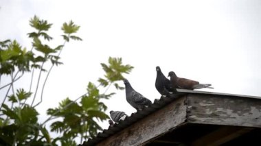 Güvercinler çatıda.