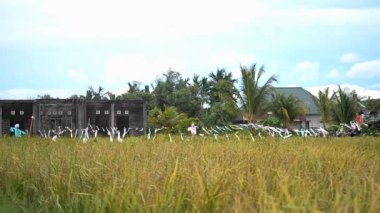 Küçük pirinç yiyen kuşları tarladan uzaklaştırmak için basit bir alet. Pirinç bitkilerinin etrafında gürültü yaparak..