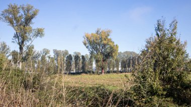 İsrail Eyaleti 'nin köyünün ormanlık arazisi.
