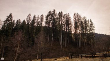 Ormandaki ağaçlar ve dağlar