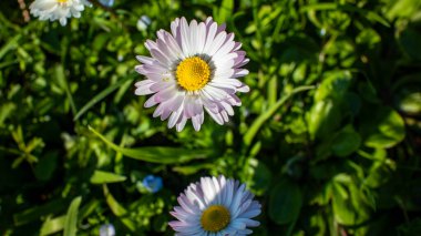 güzel çiçekler, doğa ve arka plan