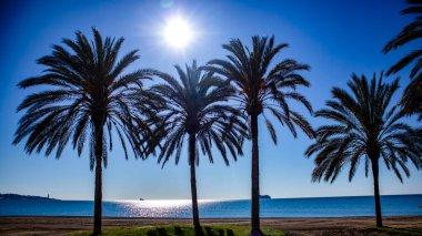 palmiye ağacı Denizi