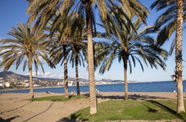 Şehirdeki sahilde palmiye ağacı