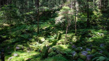 Ormanda yosun kaplı yosun.